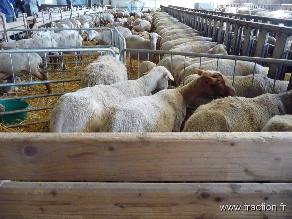 2016_Rodagef (5).JPG - 10/04/2016 - 68780 SENTHEIM - Visite de la ferme BISSLER